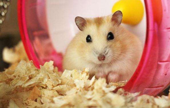 How to Help Your Hamster Lose Weight?