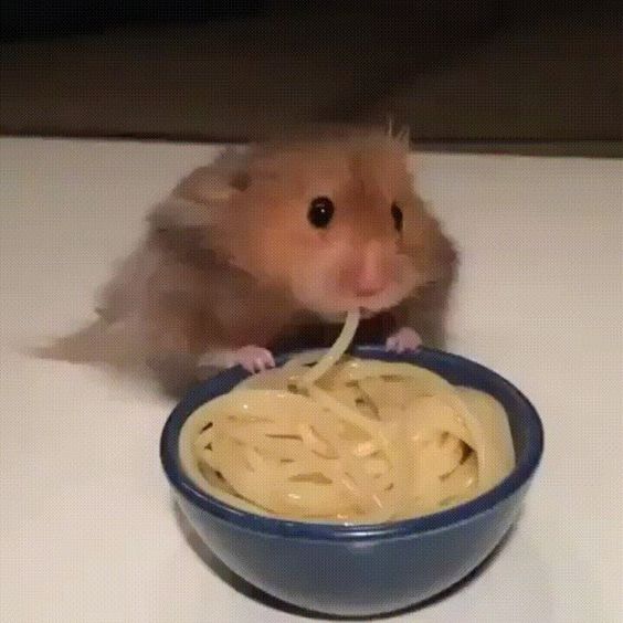 a hamster is eating noodles