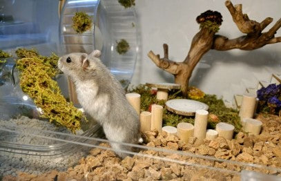 How to Make a Hamster Cage By Yourself?