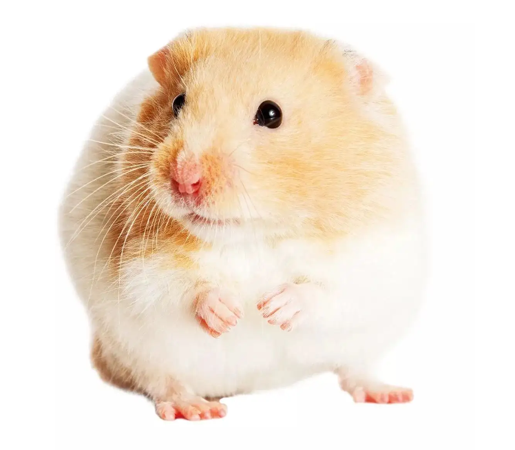 Truths You Need to Know about Syrian Hamster