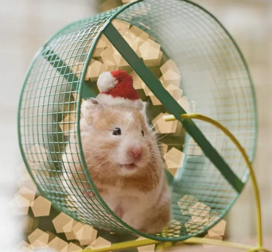 The Best Hamster Cages for 2022: Rank and Comments