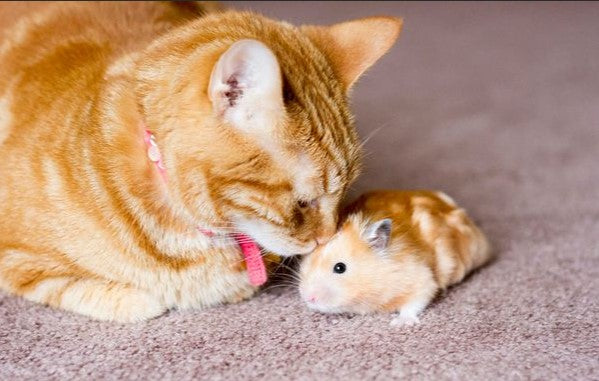 How to Keep Cats from Attacking Hamsters?