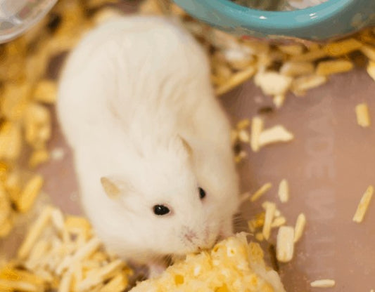 Will Pudding Hamsters Change Their Color?