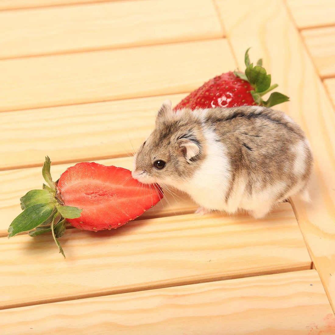 Can Hamsters Eat Fruit?