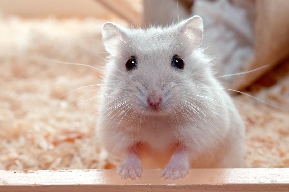 What Should You Do When Your Hamster are Constipated?