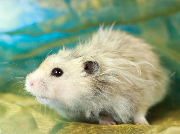 How Can You Make Your Hamsters Live Longer? Goor Tips for You