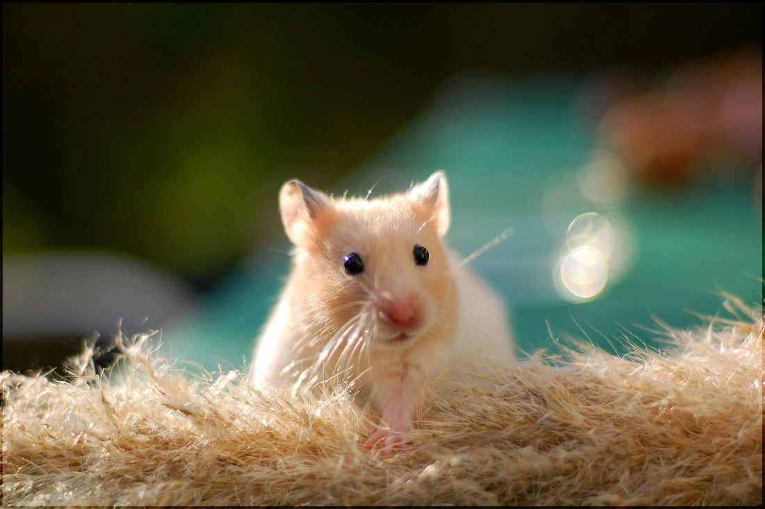 How Long Does a Hamster Live as a Pet?