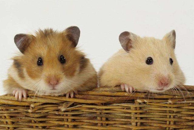 How Many Hamsters Per Cage?