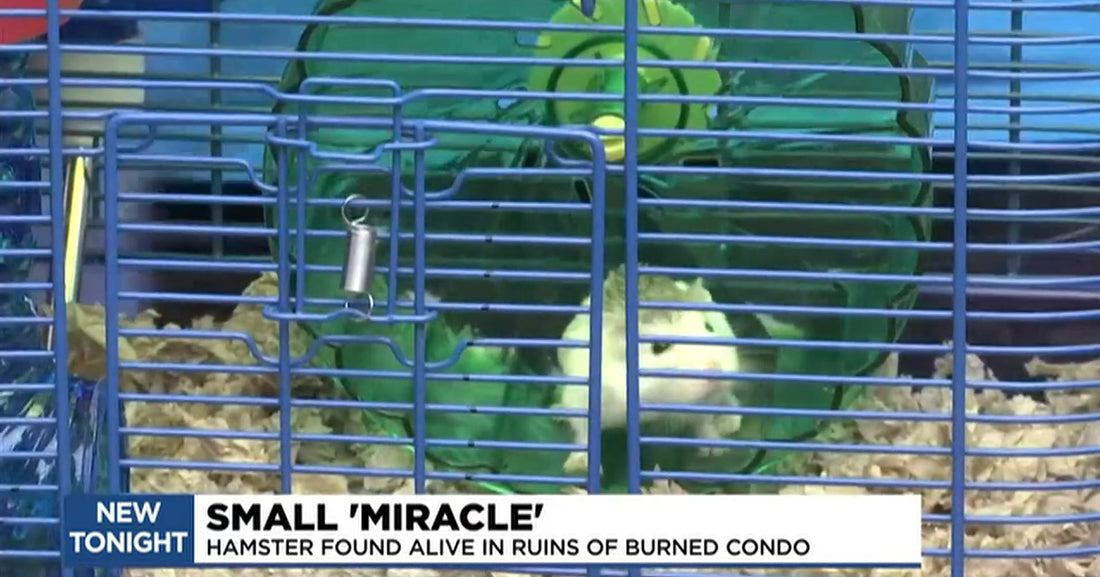 Miracle: A Pet Hamster Survived a Devastating Fire