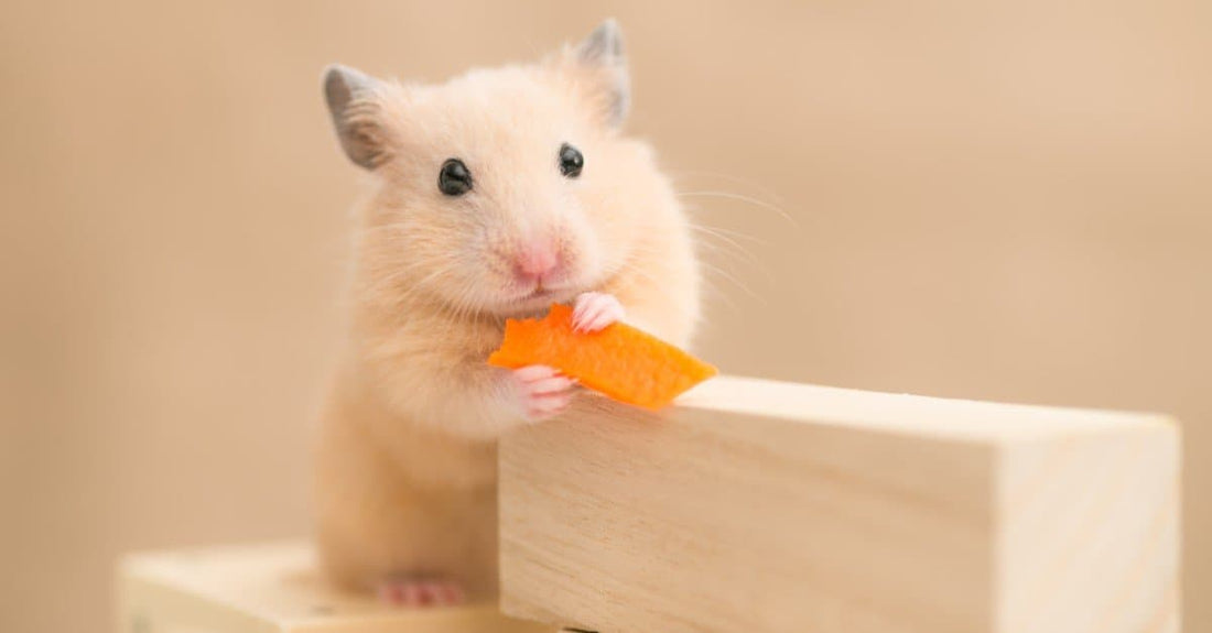 Cautions: Ways to Prevent Poisoning Your hamsters
