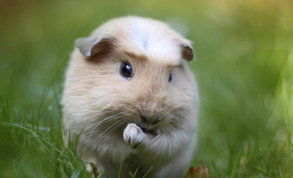 A Brief Introduction to Different Types of Hamsters (1)
