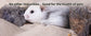 Rubor Hamster Bath Sand - No-Dust Desert Sand or Potty Litter Sand for Hamster Chinchillas Gerbil Mice Degu Small Animals - Soft and Healthy - 5.5lb